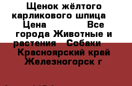 Щенок жёлтого карликового шпица  › Цена ­ 50 000 - Все города Животные и растения » Собаки   . Красноярский край,Железногорск г.